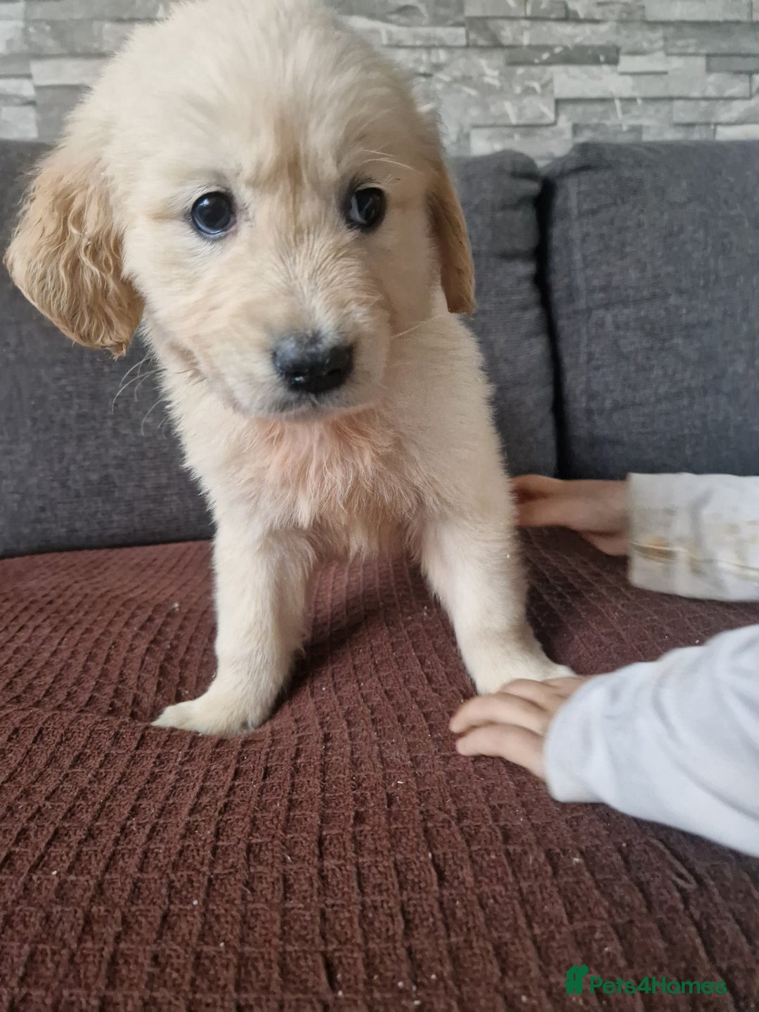 Golden Retriever dogs for sale: Kc Golden retriver,  READY 20. DEC. - Advert 2