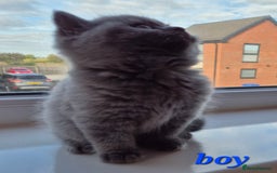 British Shorthair cats for sale: BSH kittens for new home  - Image 7