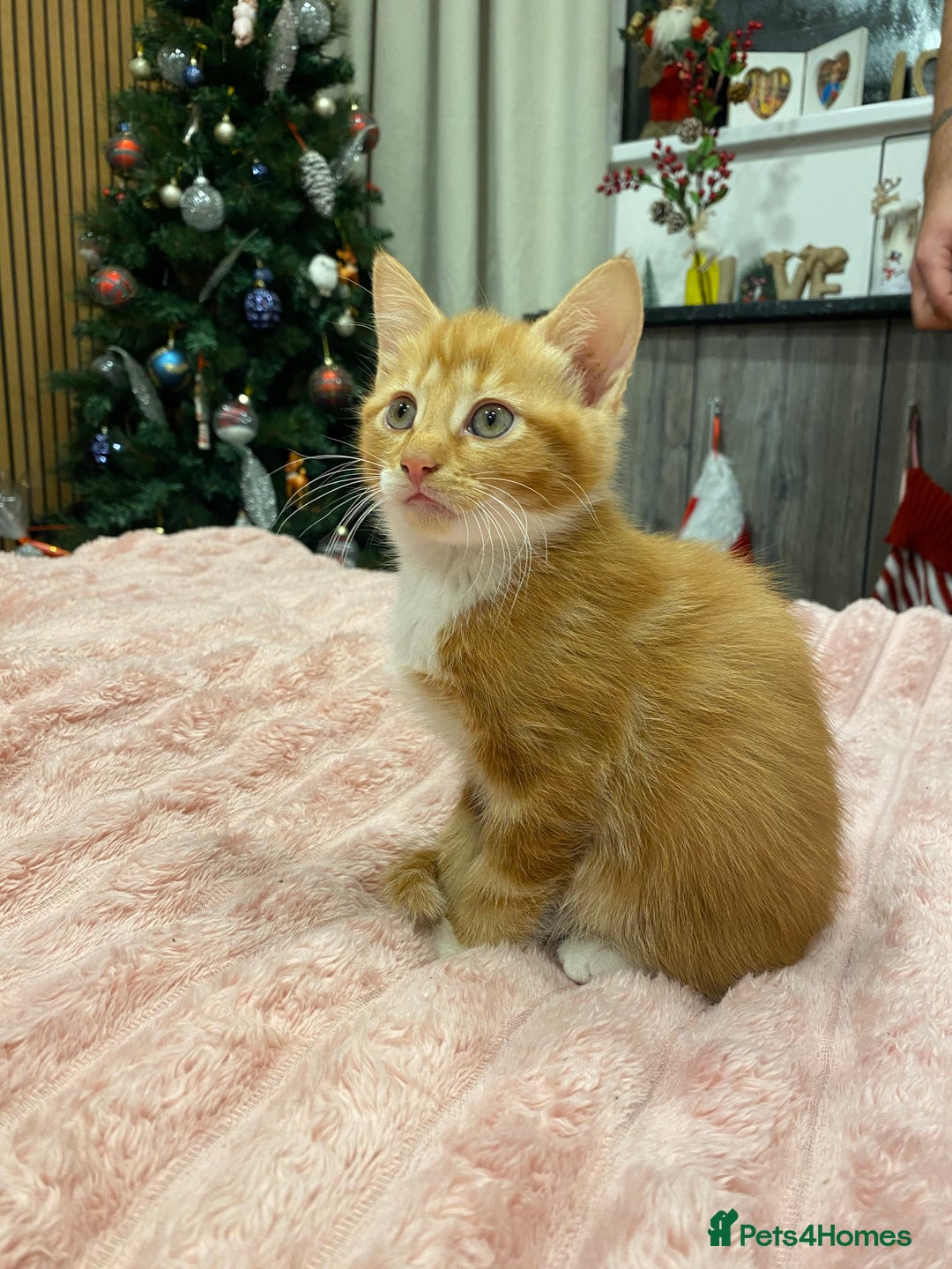 Mixed Breed cats for sale: 5 lovely kittens for sale - Advert 13