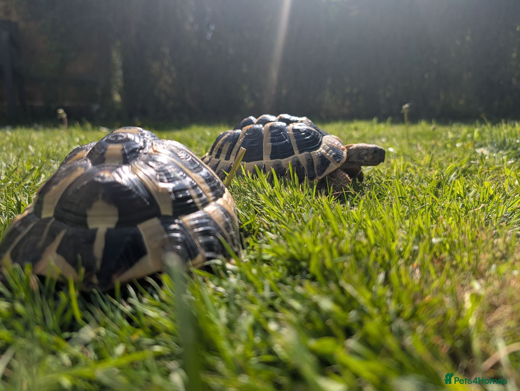 Tortoise reptiles tortoises - Advert 2
