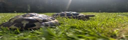 Tortoise reptiles for sale: tortoises - Advert 2