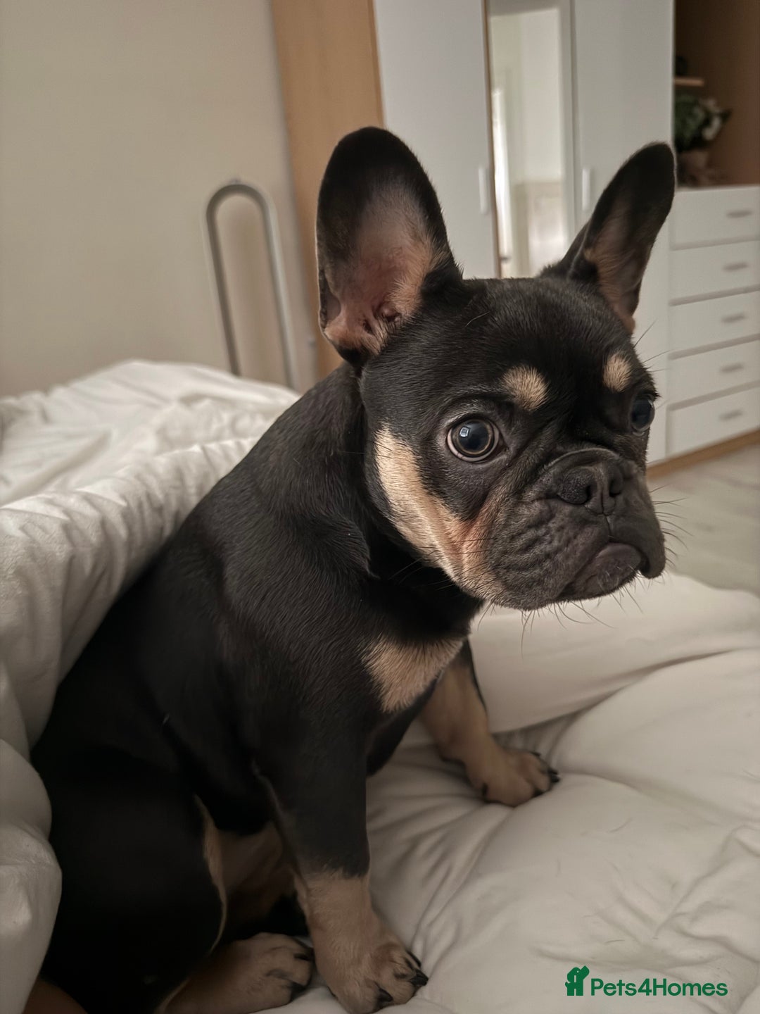 French Bulldog dogs for sale: French bulldog girl  - Advert 2