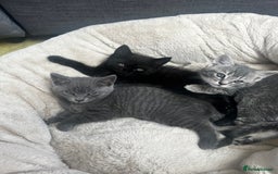 British Shorthair cats for sale: Grey British short hair male  - Image 4