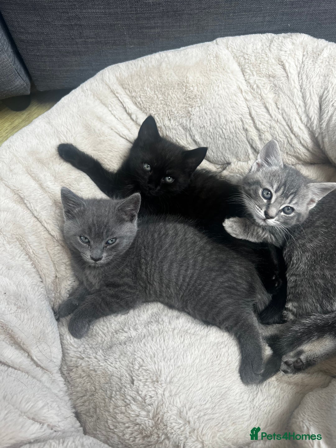 British Shorthair cats for sale: Grey British short hair male  - Image 4