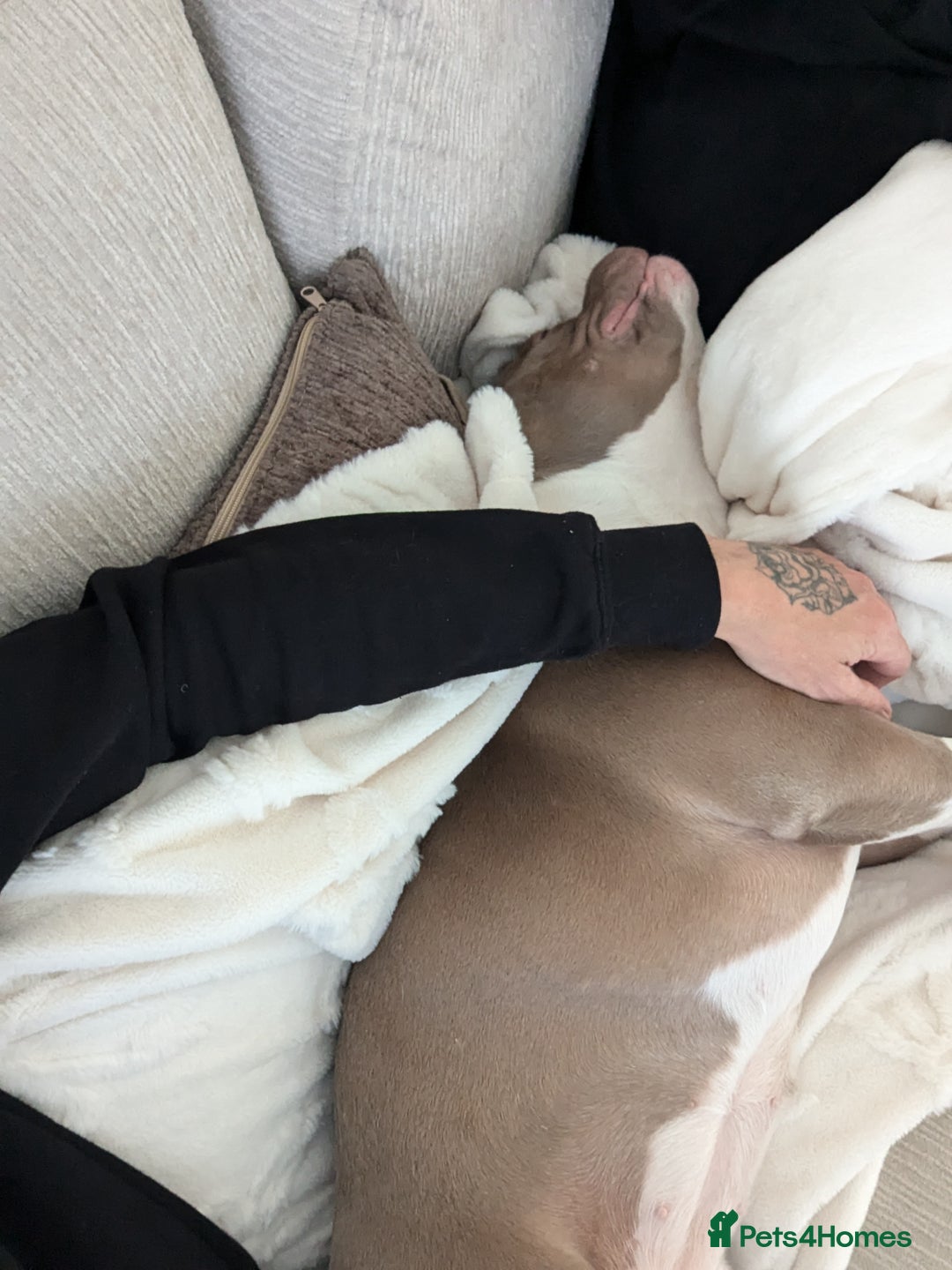 American Bully dogs for sale: Narla  - Advert 2