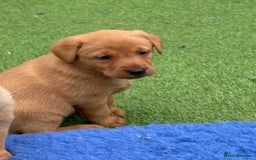 Labrador Retriever dogs for sale: Beautiful KC Fox Red Pups. 0/0 hip/elbow mum & dad - Image 13