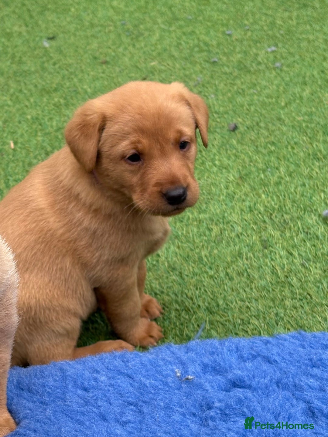 Labrador Retriever dogs for sale: Beautiful KC Fox Red Pups. 0/0 hip/elbow mum & dad - Image 13