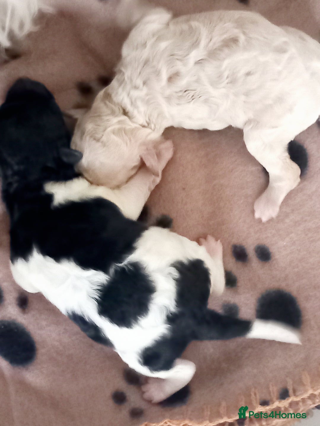 Toy Poodle dogs for sale: **1 PARTI BOY AVAILABLE**READY 21st DECEMBER** - Advert 33