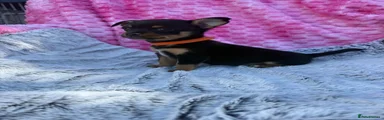 Chihuahua 1