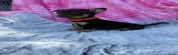 Chihuahua dogs for sale: Beautiful chihuahua puppies - Advert 10