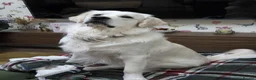 Golden Retriever dogs for sale: KC Golden Retriever Puppies – Waiting List Open - Advert 11
