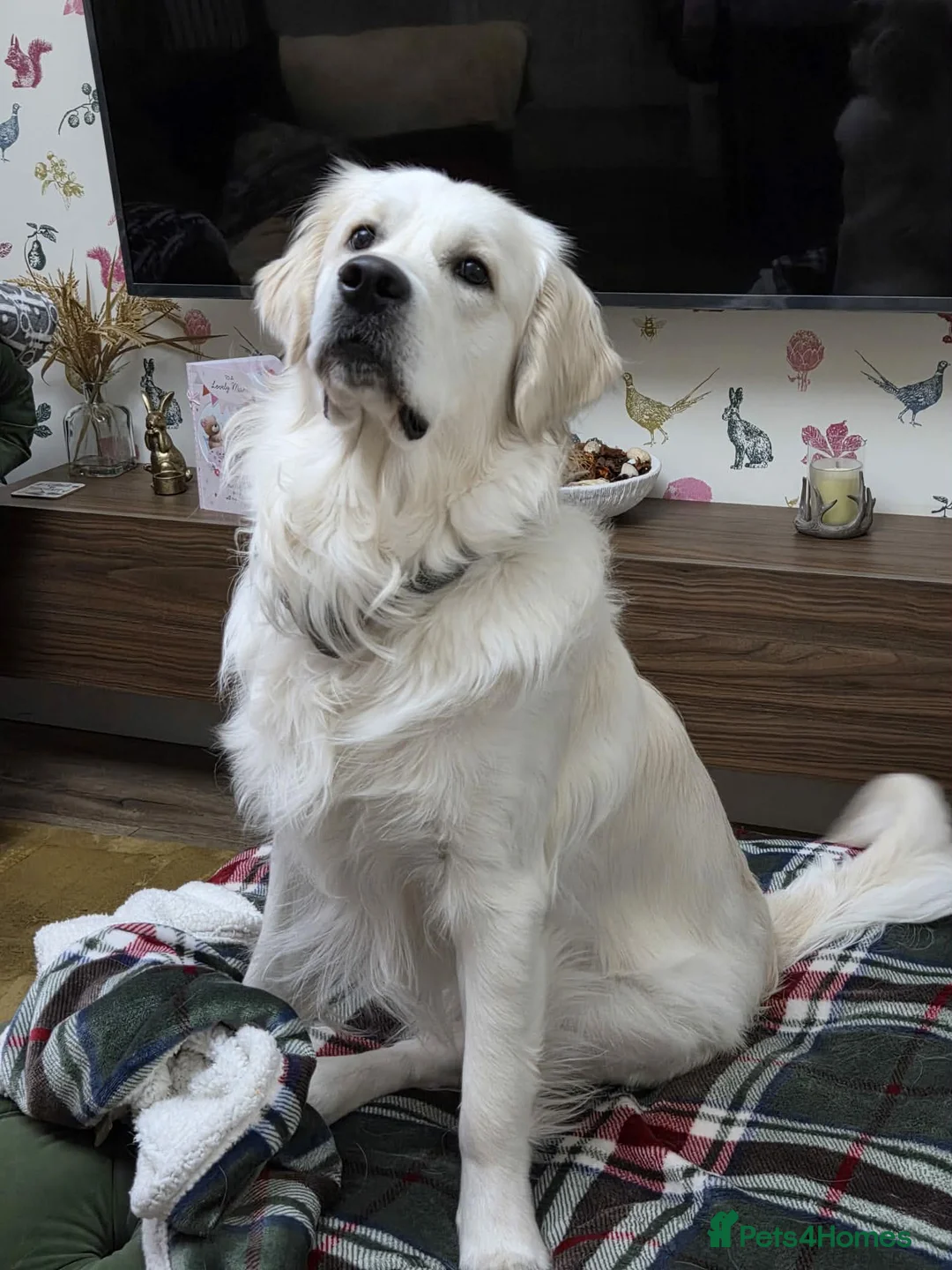 Golden Retriever dogs for sale: KC Golden Retriever Puppies – Waiting List Open - Advert 11
