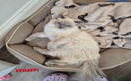 Ragdoll cats for sale:  🐾✨ Ragdoll Kittens! ✨🐾  - Image 8