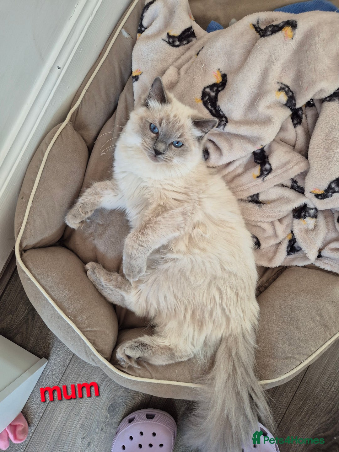 Ragdoll cats for sale:  🐾✨ Ragdoll Kittens! ✨🐾  - Image 8