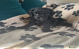 Cockapoo dogs for sale: Adorable Cockapoo Puppies  - Image 14