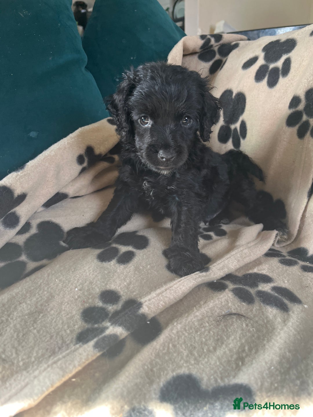 Cockapoo dogs for sale: Adorable Cockapoo Puppies  - Image 14