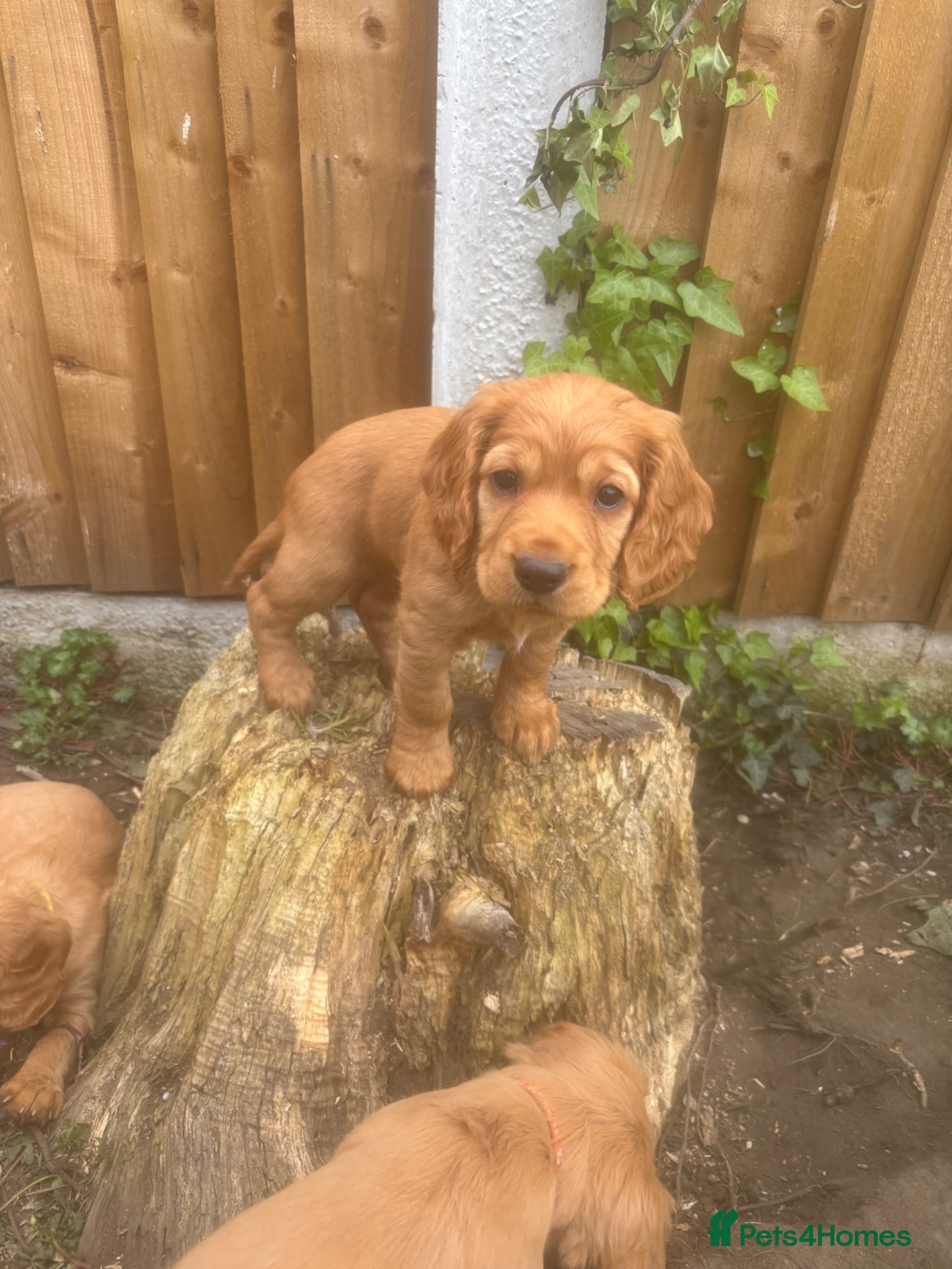 Cocker Spaniel dogs *READY NOW* KC Reg. Working Cocker Spaniels  - Advert 4
