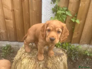 Cocker Spaniel dogs *READY NOW* KC Reg. Working Cocker Spaniels - Advert 3