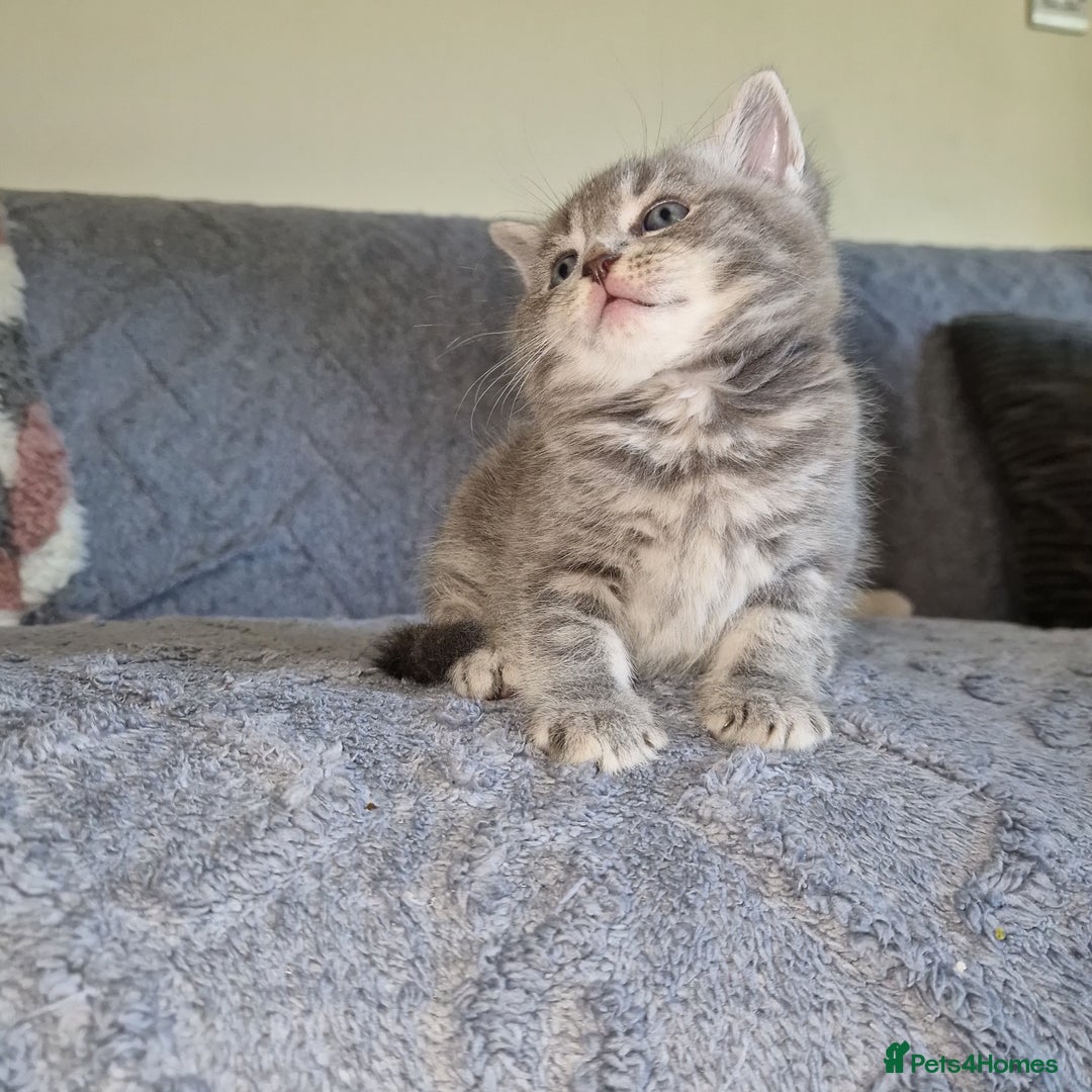 Ragdoll cats for sale: Ragdoll cross - Image 3