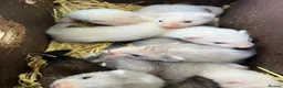 Ferret rodents for sale: 2 litters of ferret kits for sale in Holyhead - Advert 6