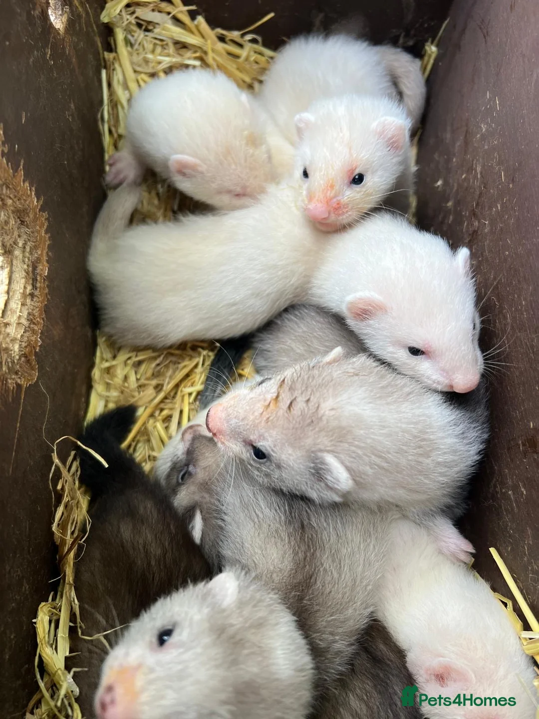 Ferret rodents for sale: 2 litters of ferret kits for sale in Holyhead - Advert 6