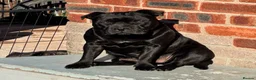 Staffordshire Bull Terrier dogs for sale: Waiting list!! Black x blue health tested Stafford - Advert 23
