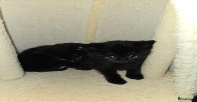 British Shorthair cats - Advert 8