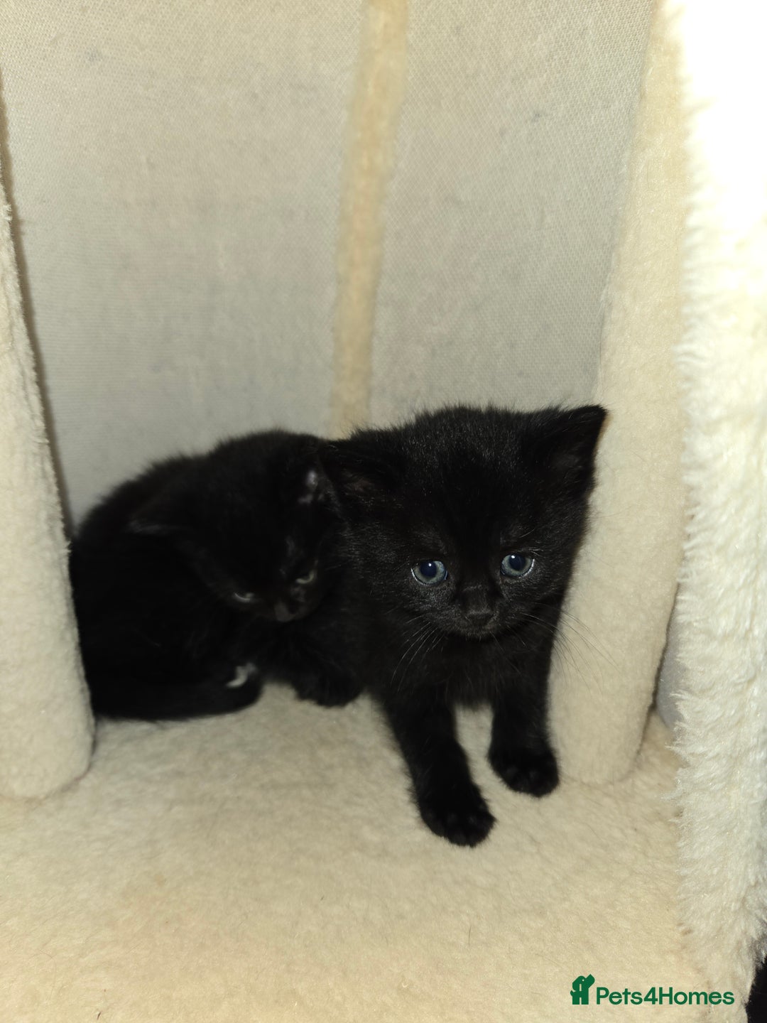 British Shorthair cats for sale: Gabriel Vasile  - Image 3