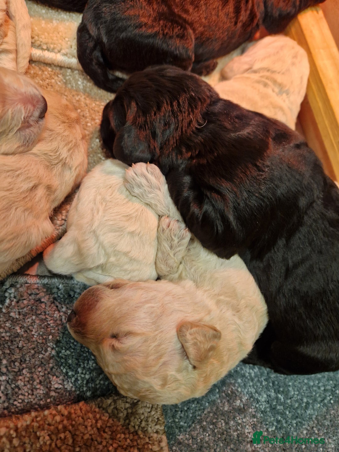Goldendoodle dogs for sale: Quality goldendoodle puppies  - Image 8