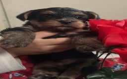 Yorkshire Terrier dogs for sale: yorkshire terrier pups - Image 8