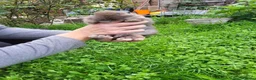 Mini Lop rabbits for sale: Beautiful mini lops - Advert 5