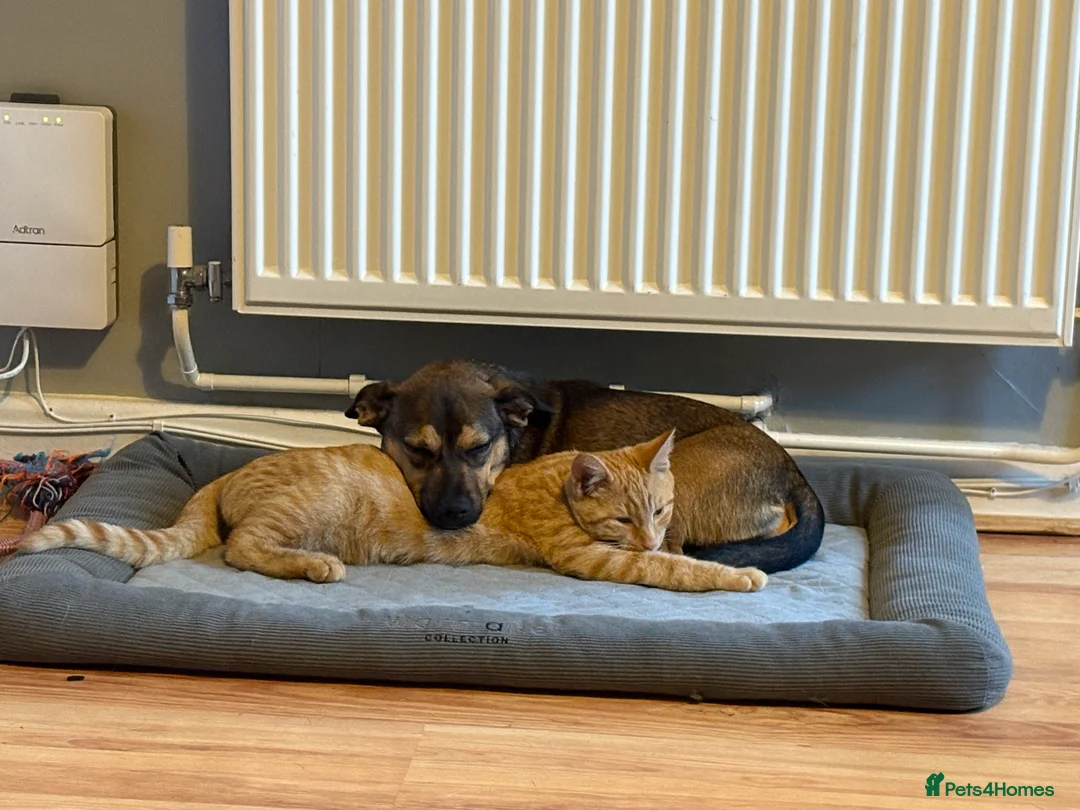 Mixed Breed dogs for sale: Sadly having to rehome  - Advert 12