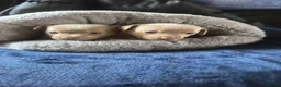 Jack Russell dogs for sale: Jack Russel Puppys small short legged - Advert 3
