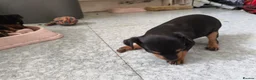 English Toy Terrier dogs for sale: Baby ett puppies for sale  - Advert 10