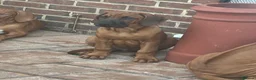 Rhodesian Ridgeback dogs for sale: KC Registered RR Ready for forever Homes 1st July - Advert 14