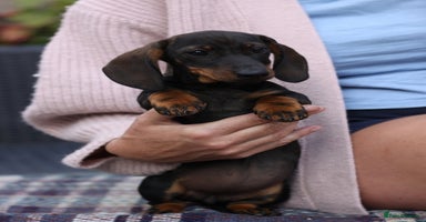Miniature Dachshund dogs - Advert 7