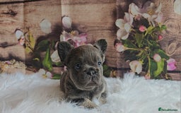 French Bulldog dogs for sale: Welcome to the Fluffy Crew 🥰 - Advert 20