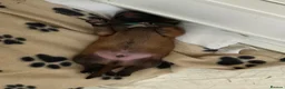 Belgian Shepherd Dog dogs for sale: Belgian Malinois Puppies  in Billingham - Advert 7