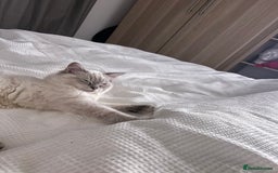 Ragdoll cats for sale: Stunning Seal Point Lynx Ragdoll For Sale. - Image 27