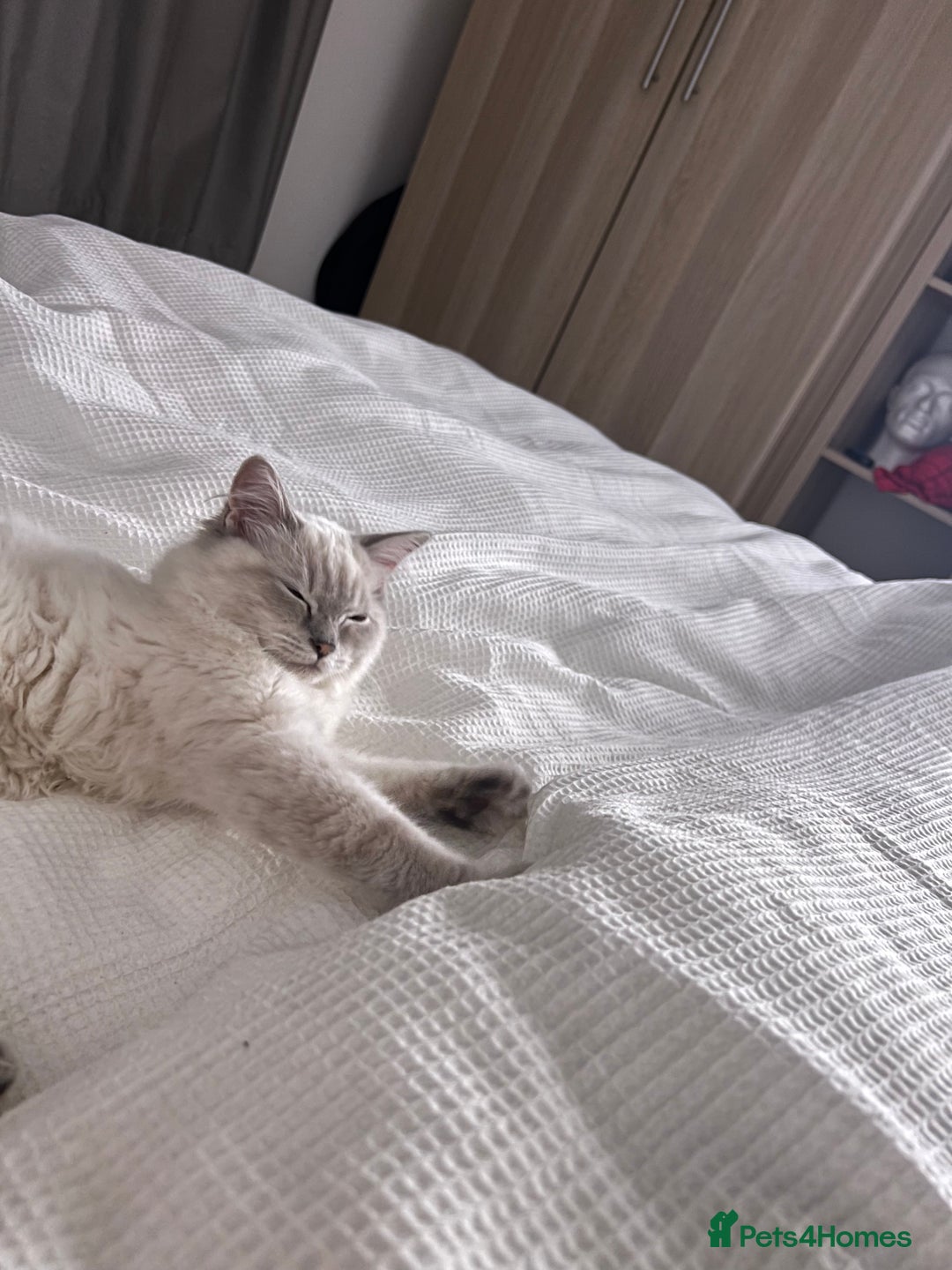 Ragdoll cats for sale: Stunning Seal Point Lynx Ragdoll For Sale. - Image 27