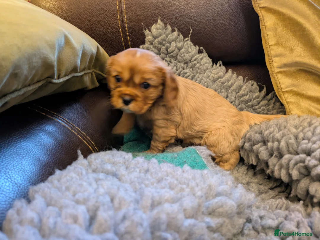 Cavalier King Charles Spaniel dogs for sale: KC Reg Cavalier King Charles pups in Milford Haven - Advert 2