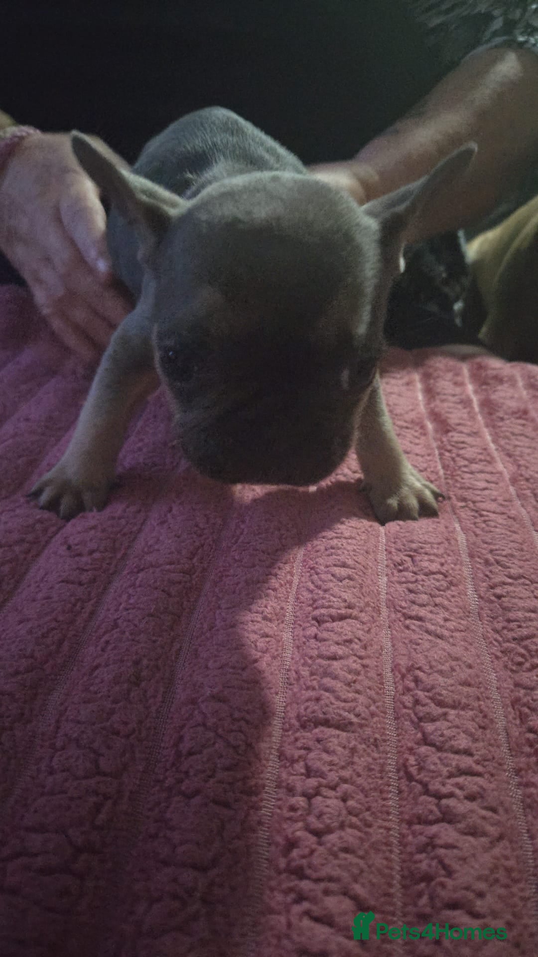 French Bulldog dogs for sale: French bull dog Puppies - Image 27