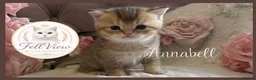 British Shorthair cats for sale: Exceptional British Shorthair Kittens  - Advert 6