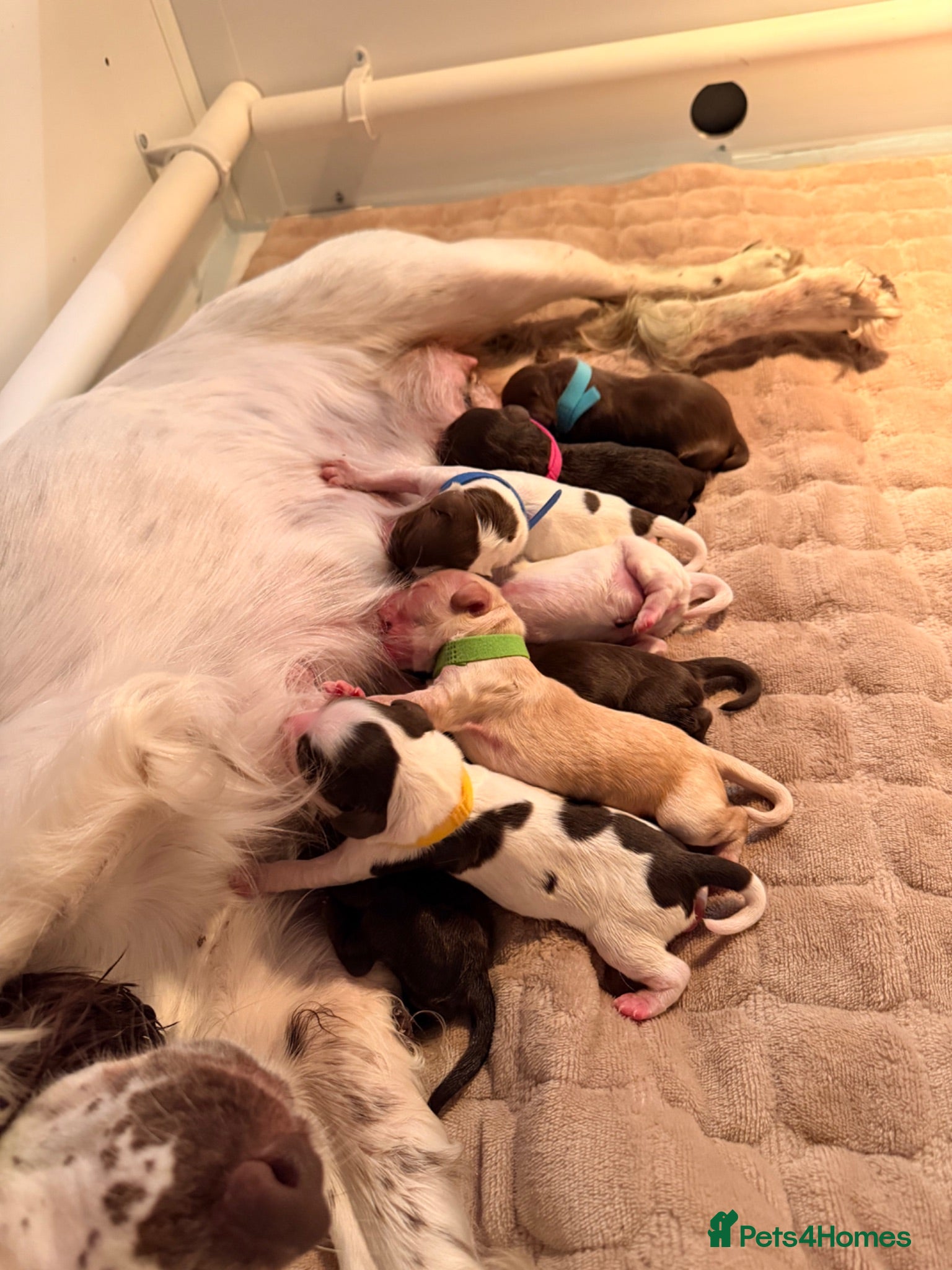 Mixed Breed dogs  🐾 Beautiful F1 Sproodle Puppies 🐾 - Advert 2