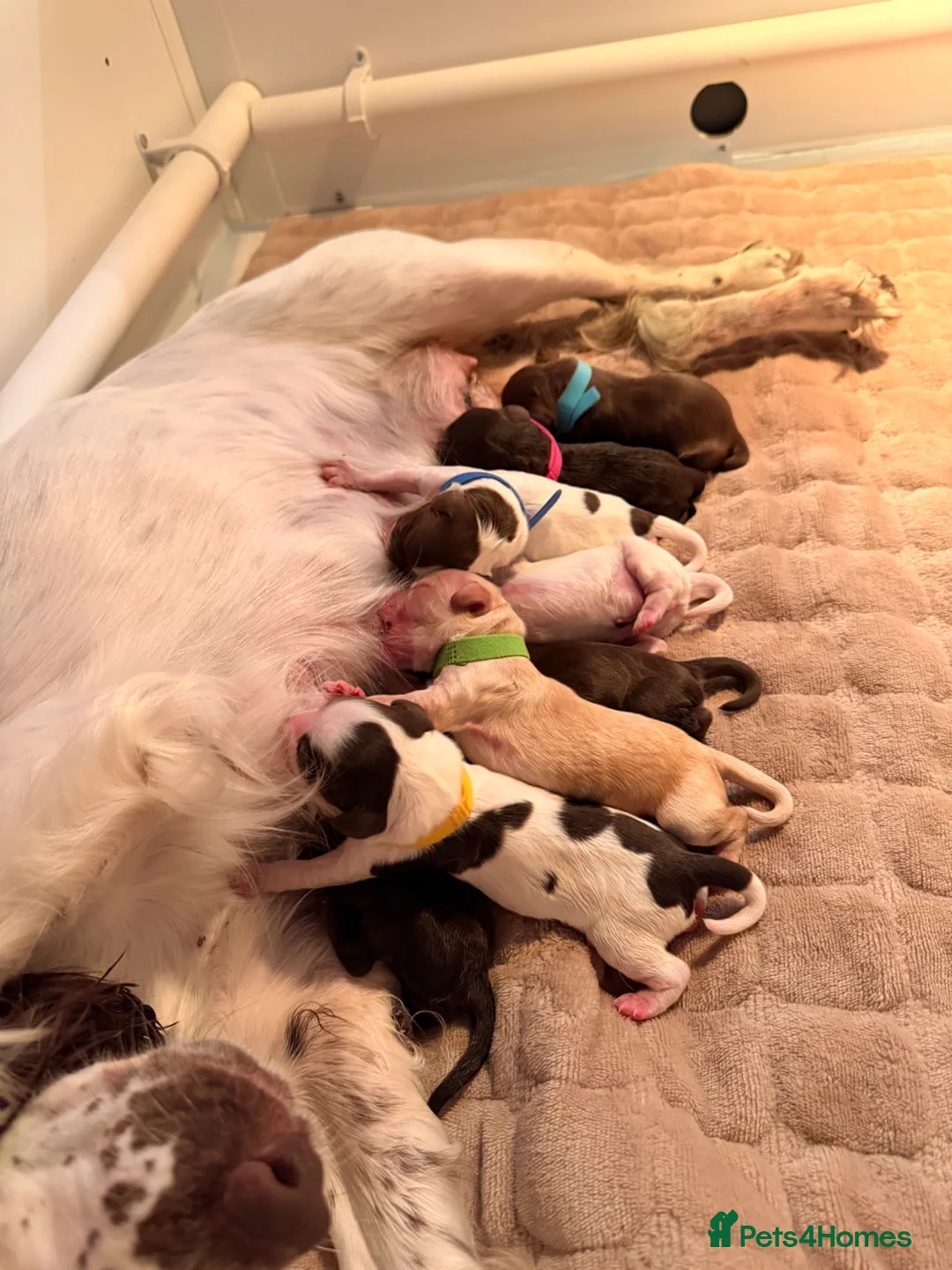 Mixed Breed dogs for sale:  🐾 Beautiful F1 Sproodle Puppies 🐾 - Advert 2