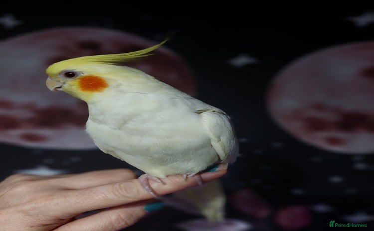 Cockatiels birds Incredibly sweet female cockatiel  - Advert 2