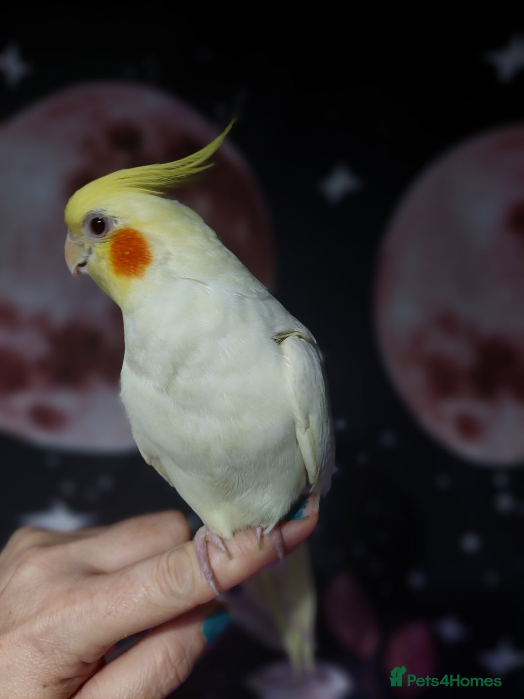 Cockatiels birds for sale: Incredibly sweet female cockatiel  - Advert 1
