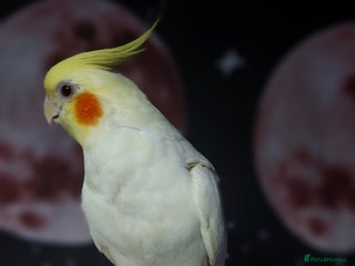 Cockatiels birds Incredibly sweet female cockatiel - Advert 2