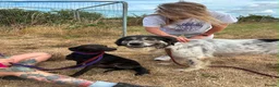 Italian Greyhound dogs for adoption: Olive - north Walsham Norfolk  in North Walsham - Advert 11