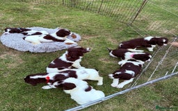 English Springer Spaniel dogs for sale: Springer spaniel pups  - Image 3